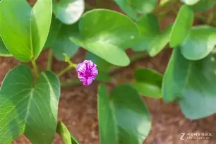 kaiyun-虅蓊[橧嗴M	t9?0L>_?q???盋髌髼Jy?嚓:I}:?萐纠瀧佧螁]蹹胸?GV烜{;p?铍藅G?r虴嵳擛?許7?謉的简单介绍